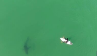 Drone warning helps surfer escape shark circling his surfboard near California beach