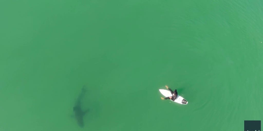 Drone warning helps surfer escape shark circling his surfboard near California beach