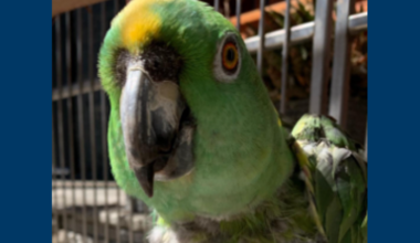 Police ask for help identifying 2 suspects after theft of beloved family parrot