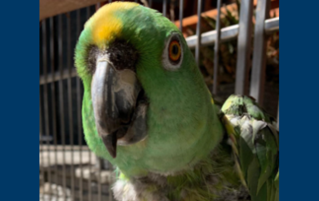 Police ask for help identifying 2 suspects after theft of beloved family parrot