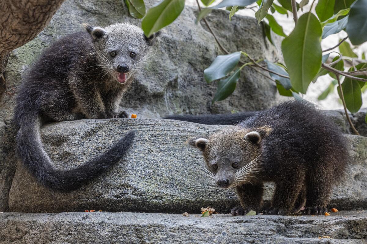 The binturong babies were born in late March. The species has a distinctive odor, like buttered popcorn.