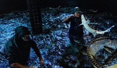 Capitol region caviar: How conservation led to industry in Northern California