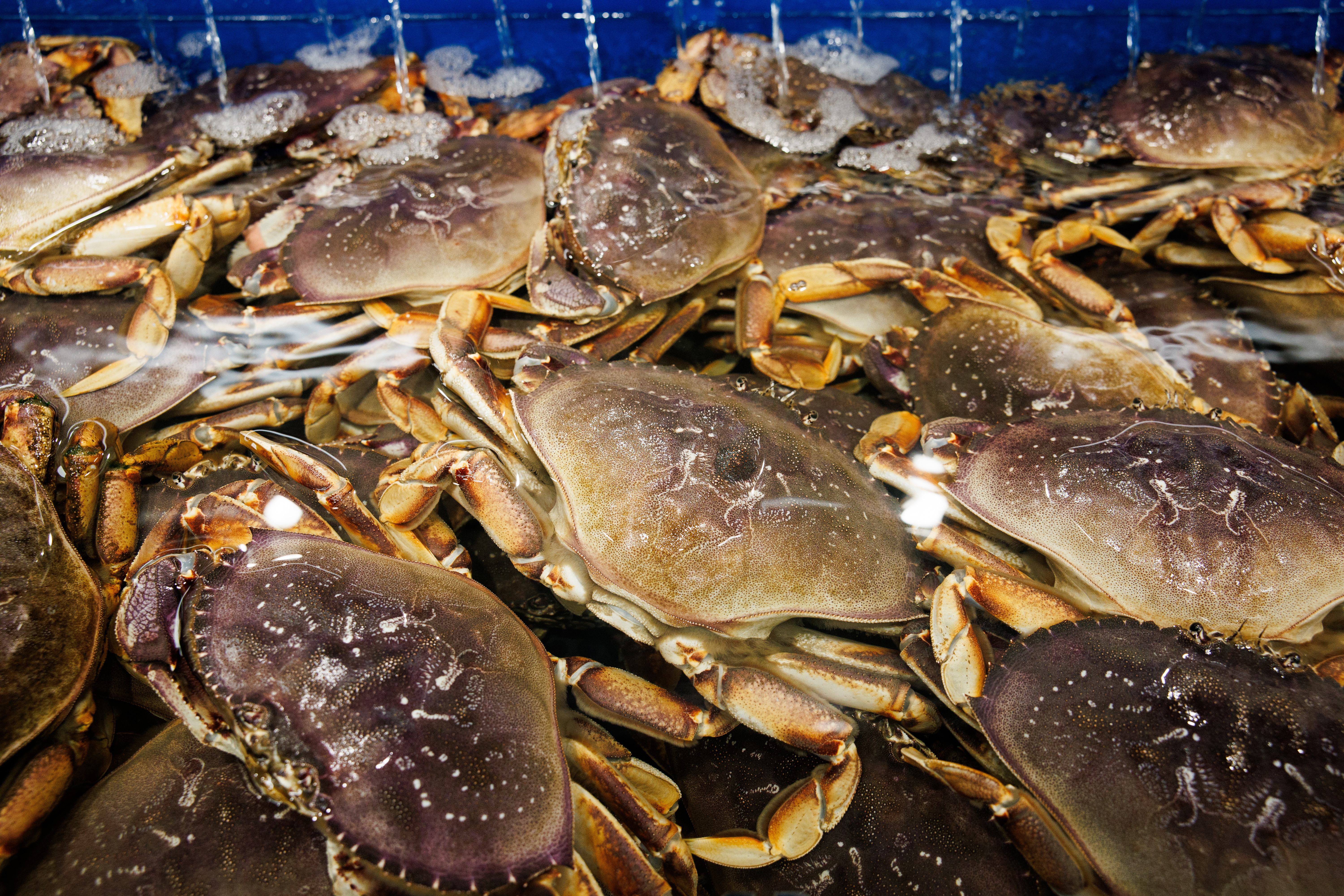 Dungeness crabs are seen in a seafood tank at the...