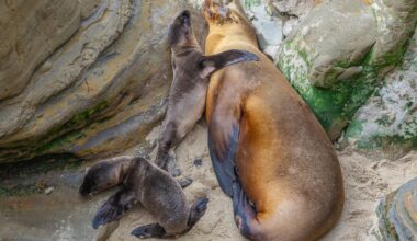 In incredibly rare occurrence, sea lion at La Jolla Cove births to two pups – NBC 7 San Diego