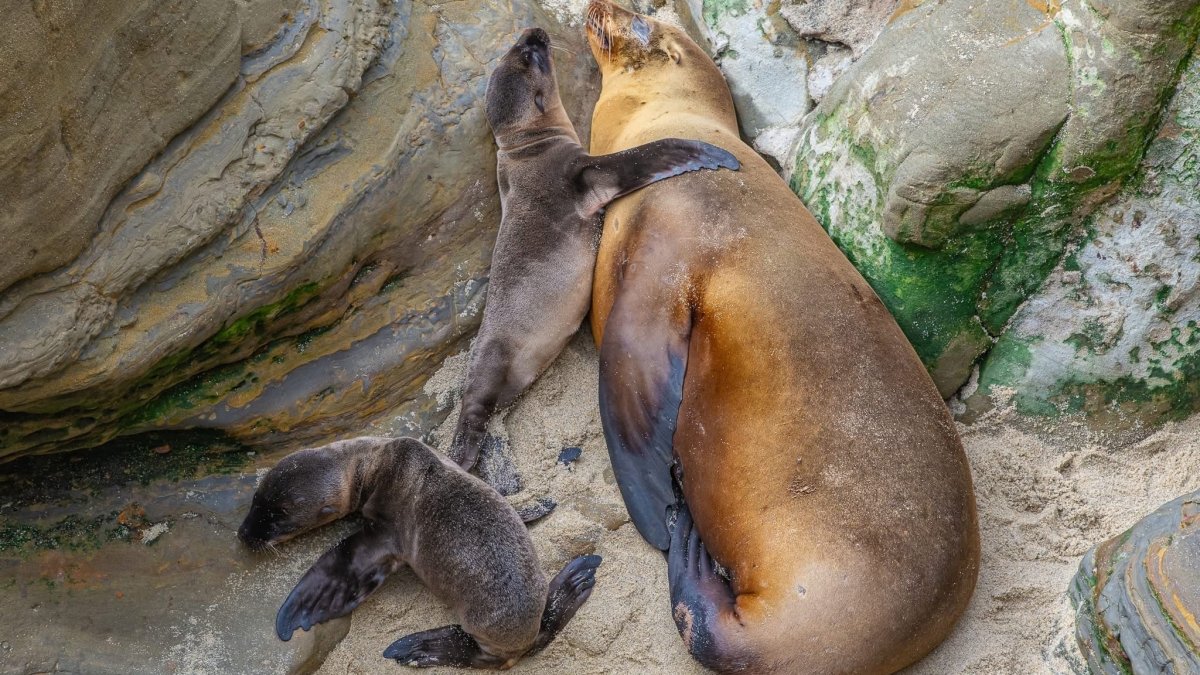 In incredibly rare occurrence, sea lion at La Jolla Cove births to two pups – NBC 7 San Diego