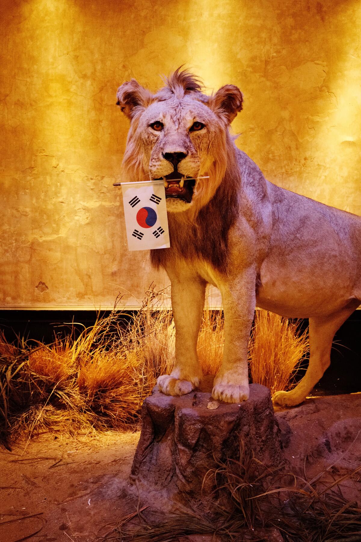 A taxidermied lion holding a Korean flag in its mouth