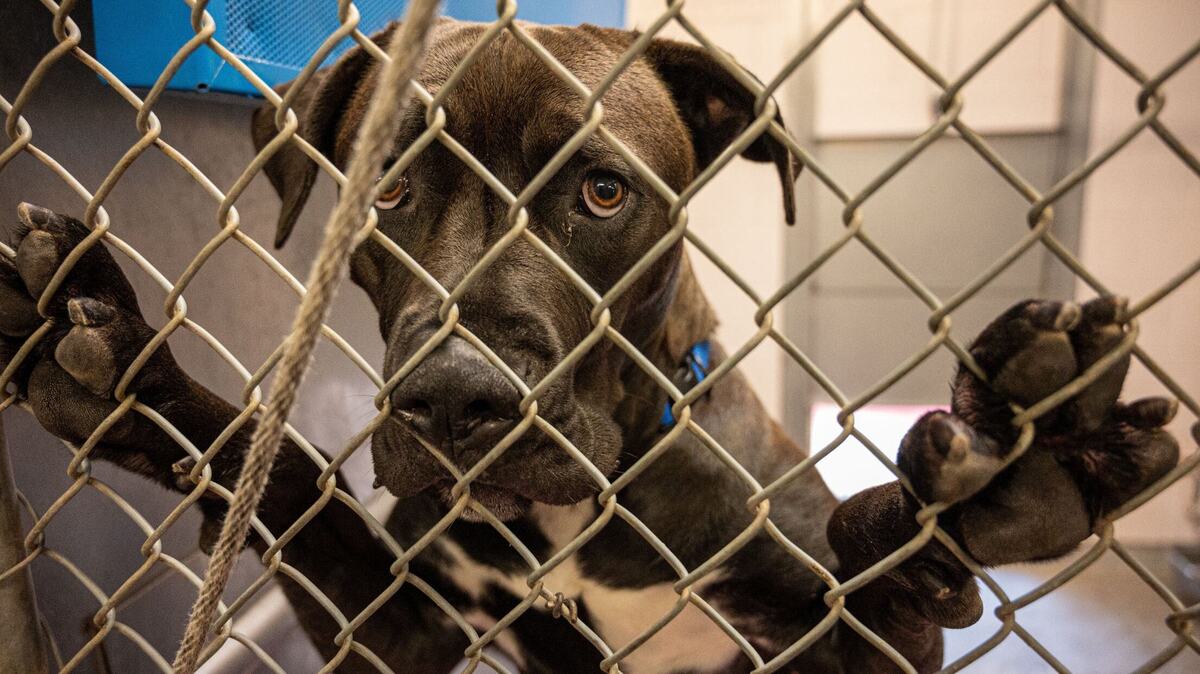 Front Street Animal Shelter debates publicizing euthanasia dates