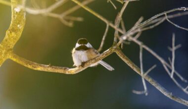 What do Orinda brown birds find so attractive in spiderwebs?