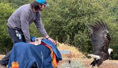 Injured eagle returned to the wild after 25 weeks of treatment