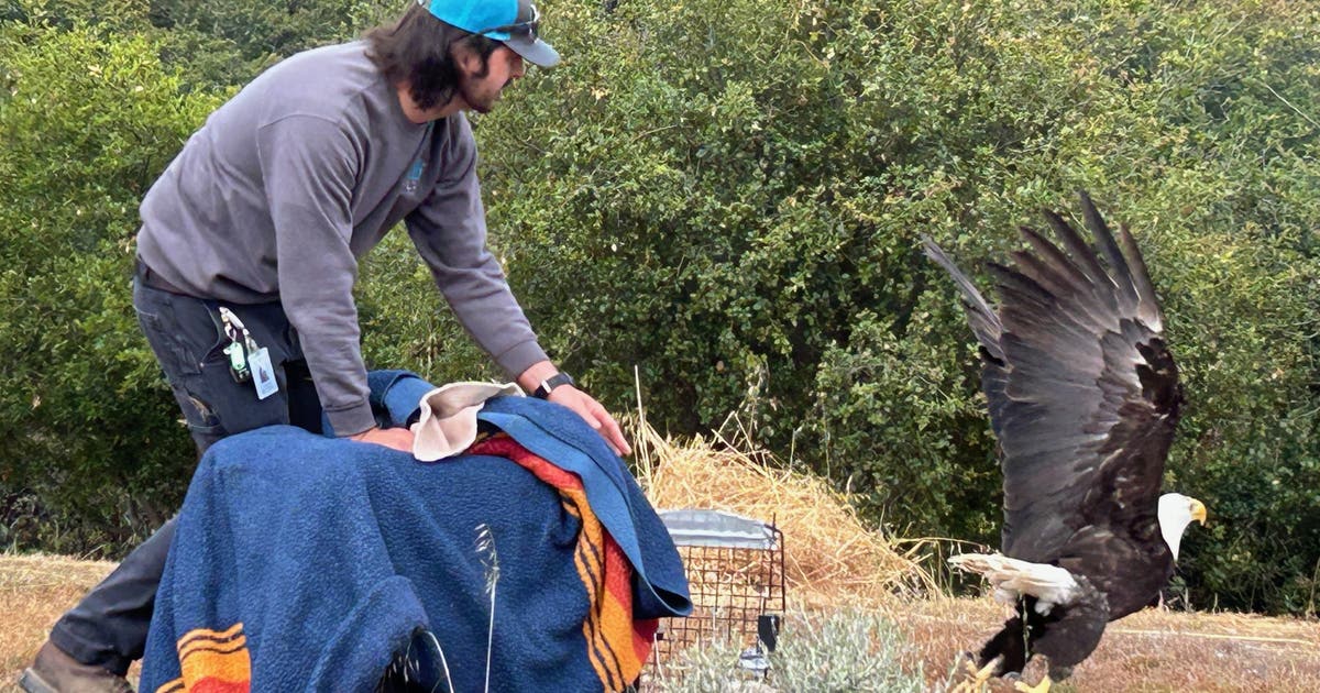 Injured eagle returned to the wild after 25 weeks of treatment