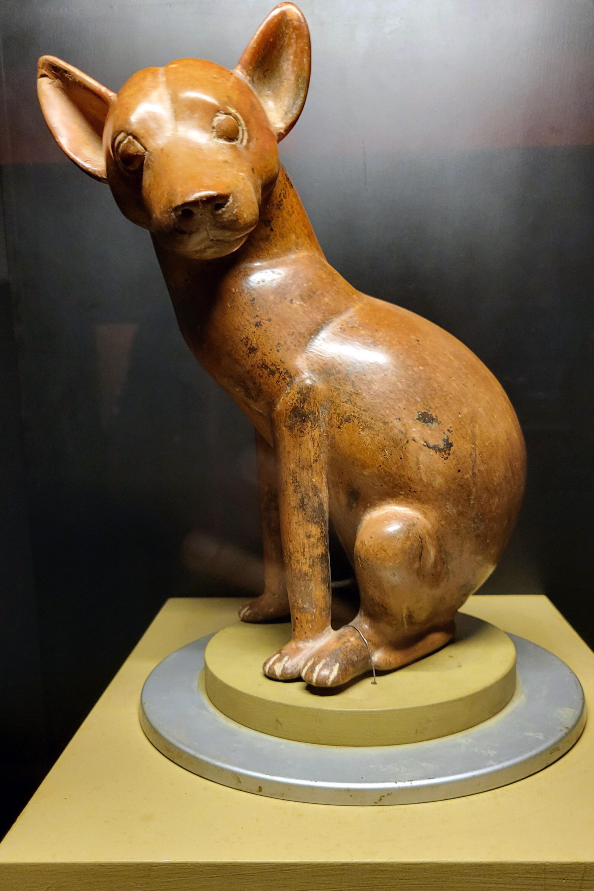 A ceramic figurine of the extinct Mexican dog breed tlalchichi, which was native to Colima.