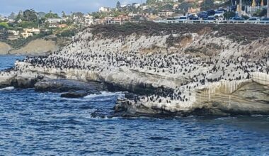 La Jolla Parks & Beaches board forms working group to explore Cove anti-odor spray – San Diego Union-Tribune