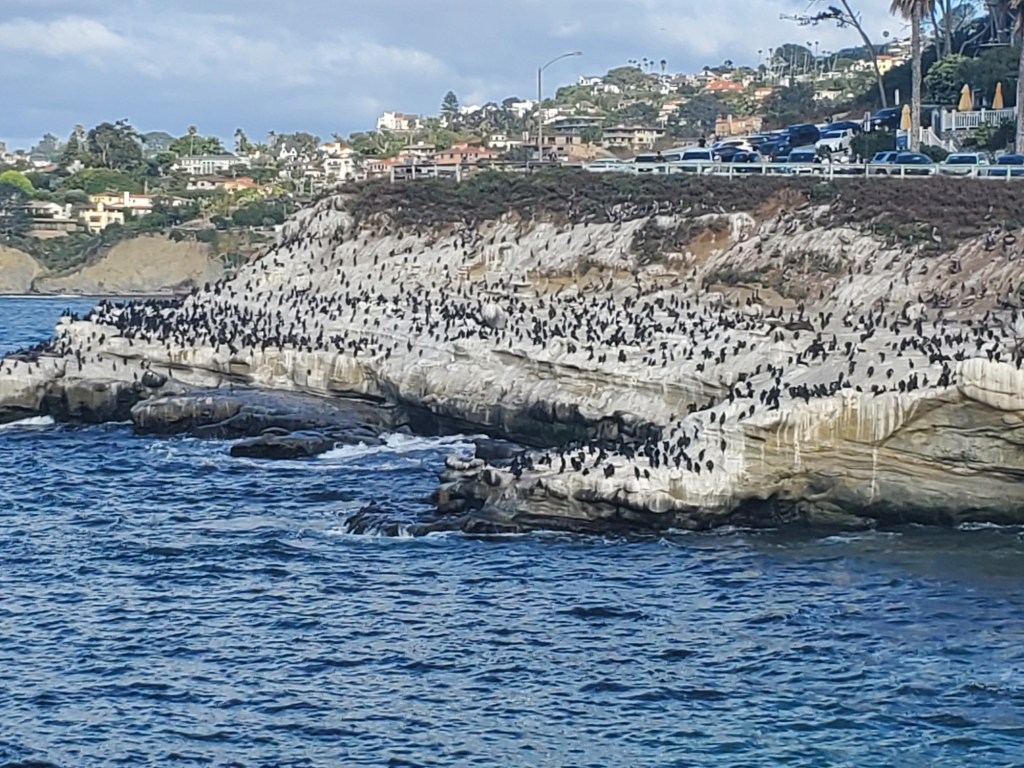La Jolla Parks & Beaches board forms working group to explore Cove anti-odor spray – San Diego Union-Tribune