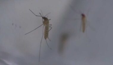 Sacramento County West Nile Virus activity increases, officials say