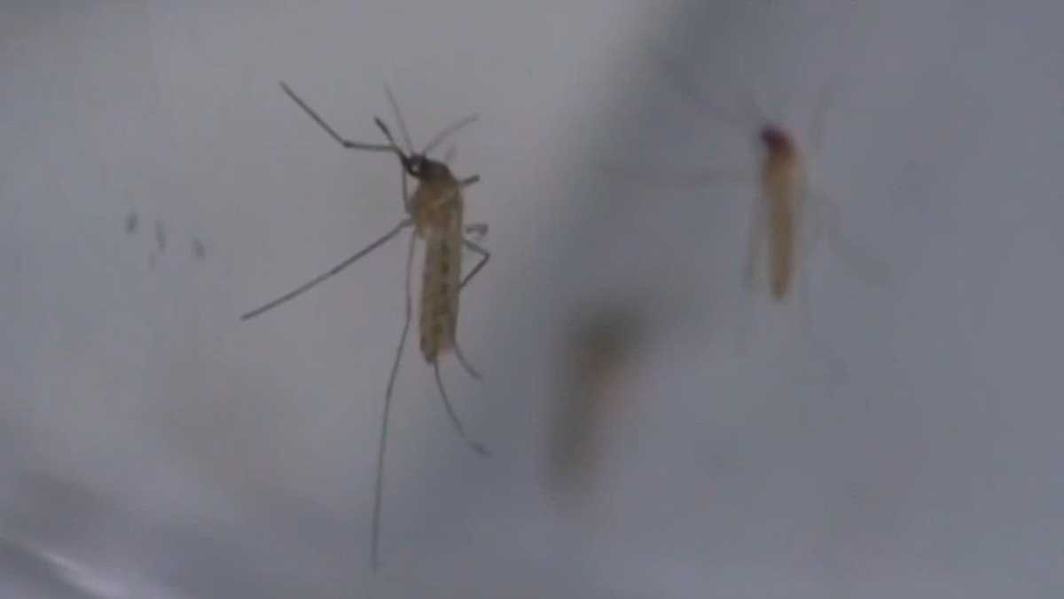 Sacramento County West Nile Virus activity increases, officials say