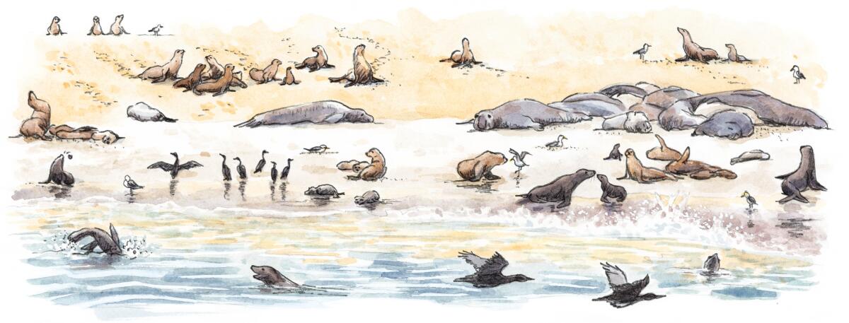 An illustration of seals on San Miguel Island for "The Hidden Nations of Animals"