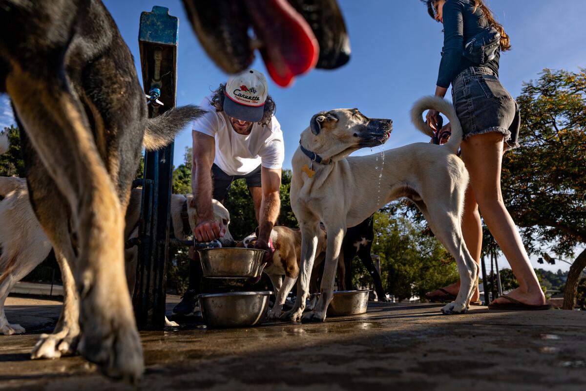 Dog lovers enjoy an evening at the Silver Lake dog park with their furry companions.