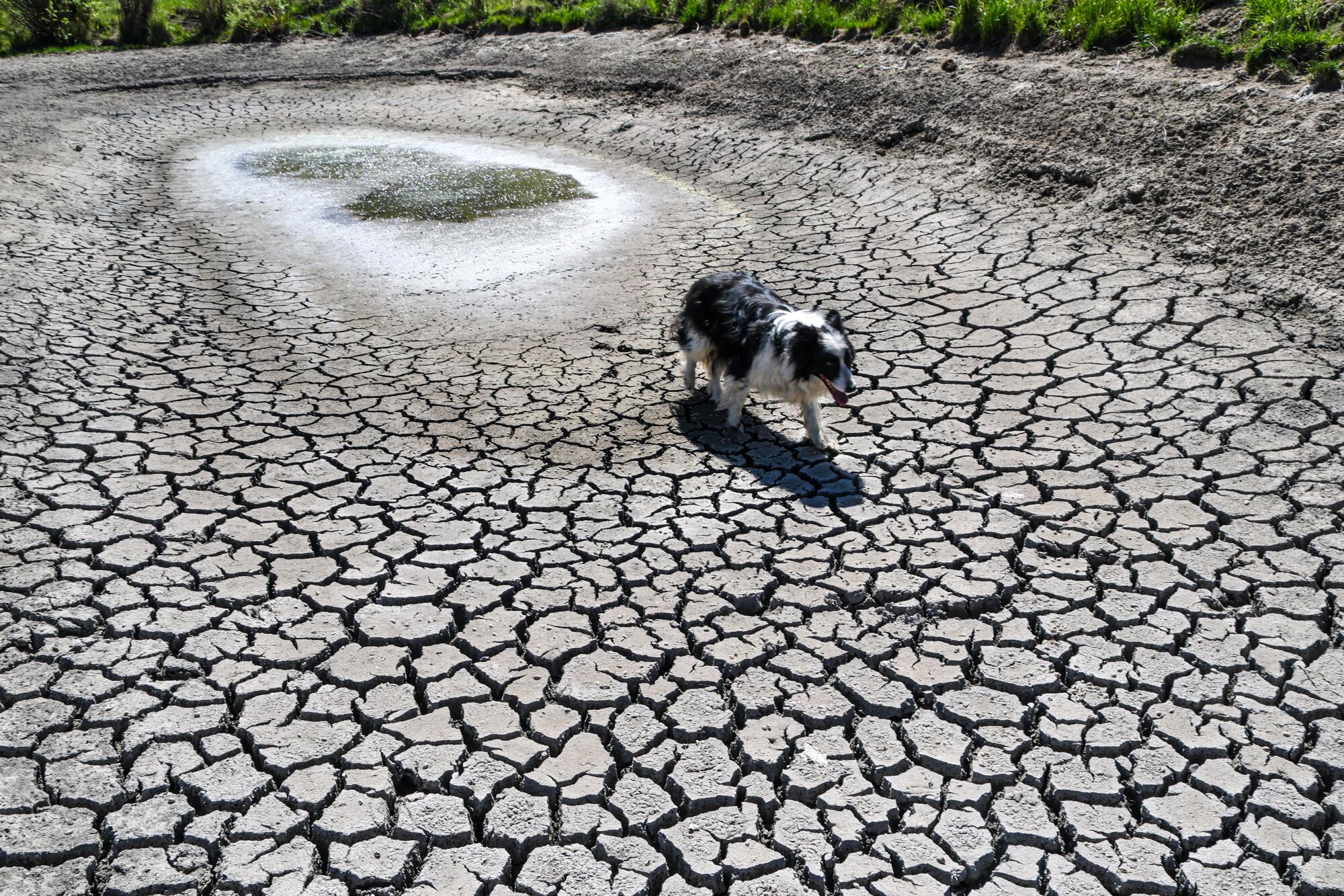 A border collie walks across a parched reservoir