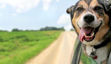 Your Dog Can Ride A Boat And Tour A Wine Cave On This California Getaway
