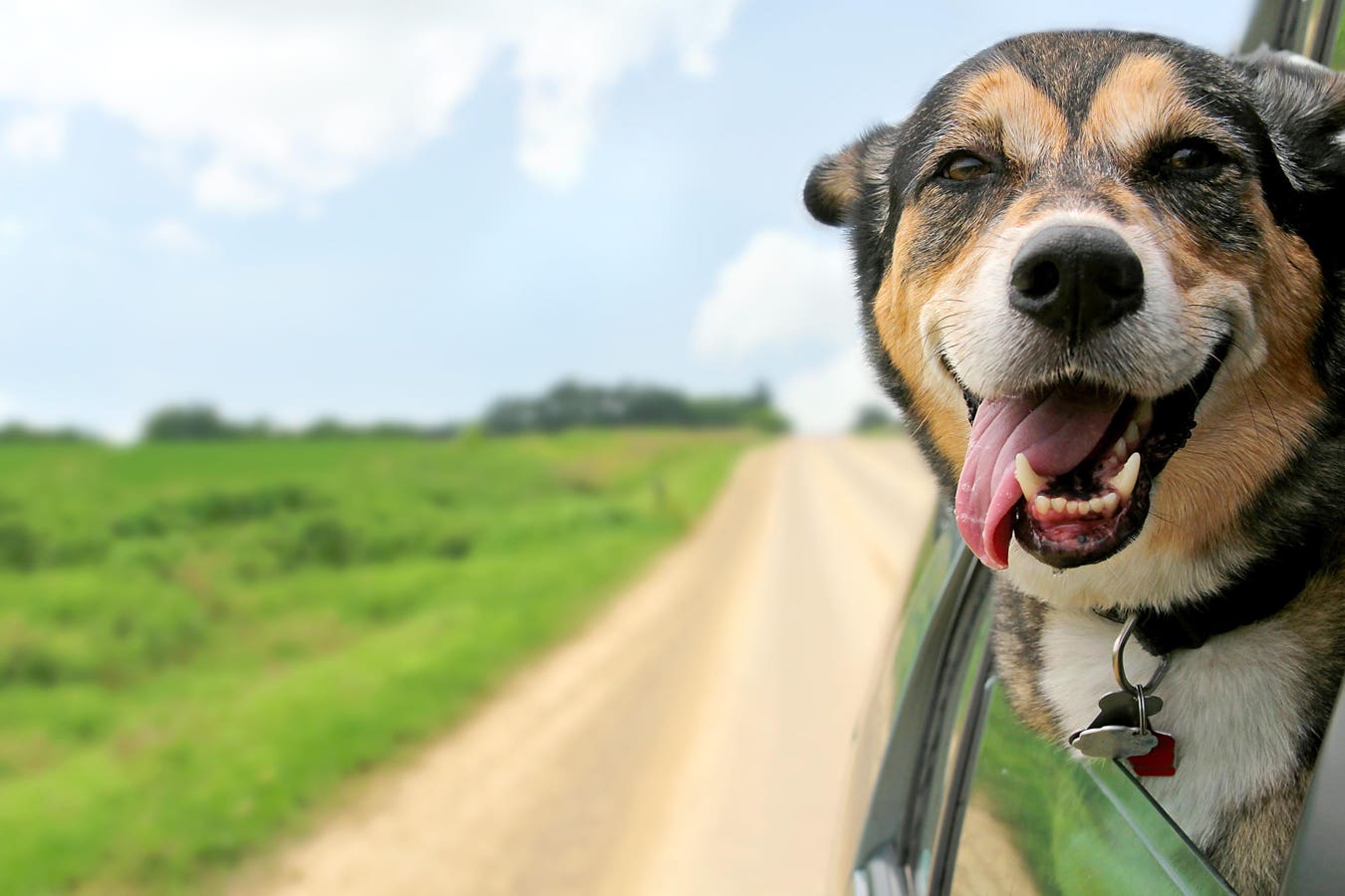 Your Dog Can Ride A Boat And Tour A Wine Cave On This California Getaway