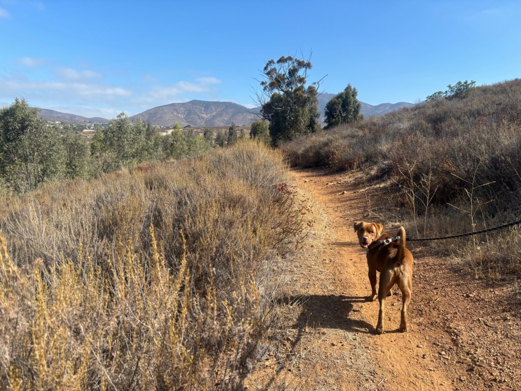 Chula Vista’s Proctor Valley Road is apparently haunted. You have to drive it to reach this week’s hike. – San Diego Union-Tribune