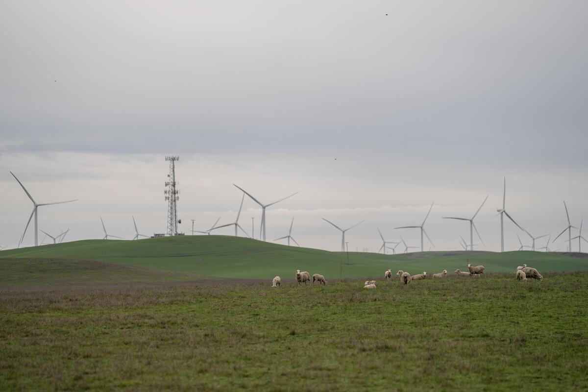A small flock of sheep grazing across rolling green hills beneath an overcast sky, with dozens of wind turbines