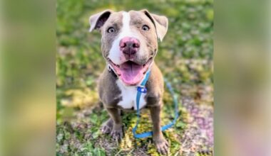 ‘Severely overcrowded’ Oakland animal shelter urgently seeks adoptions
