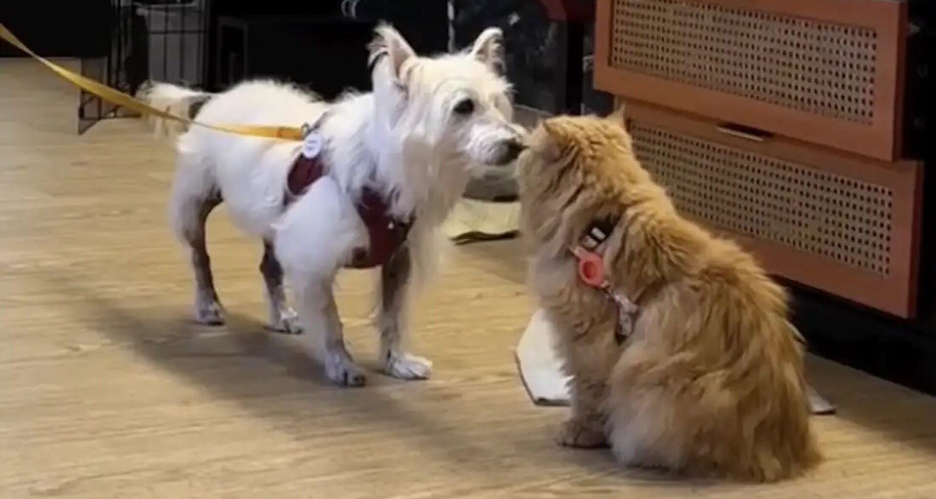 A small white dog and a fluffy orange cat are interacting in a cozy indoor setting.