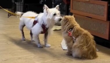 A small white dog and a fluffy orange cat are interacting in a cozy indoor setting.