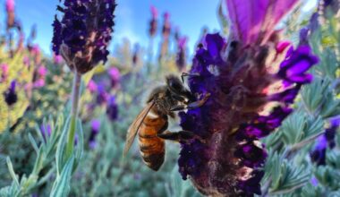 Are dead bees on Oakland porch a sign of ‘zombee’ apocalypse?