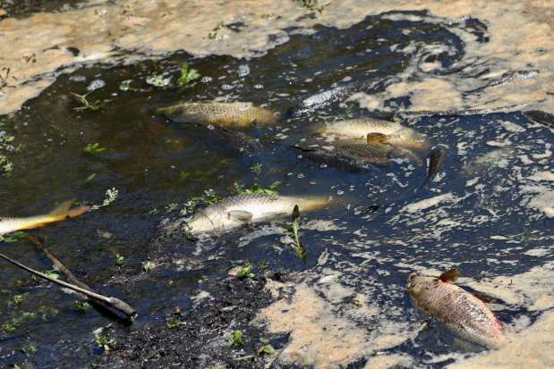 Dead fish collect in toxic-filled water at the Dominguez Gap Wetlands on Tuesday, June 23, 2026, in Long Beach. (Photo by Howard Freshman, Contributing Photographer)