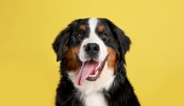 City shelter to offer free dog tags, microchips through June