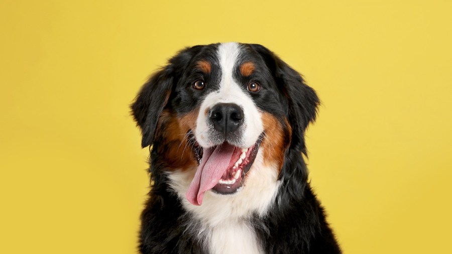 City shelter to offer free dog tags, microchips through June