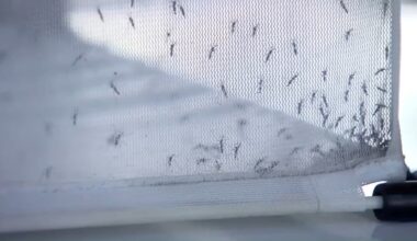 Fresno County reports early West Nile Virus activity as officials urge precautions