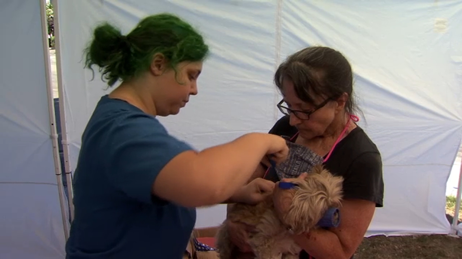 Central California SPCA offering $10 micro-chippings