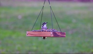 Bird watching grows as experts highlight mental health benefits