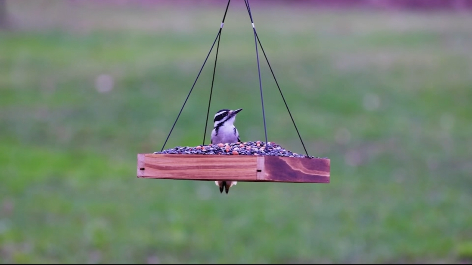Bird watching grows as experts highlight mental health benefits