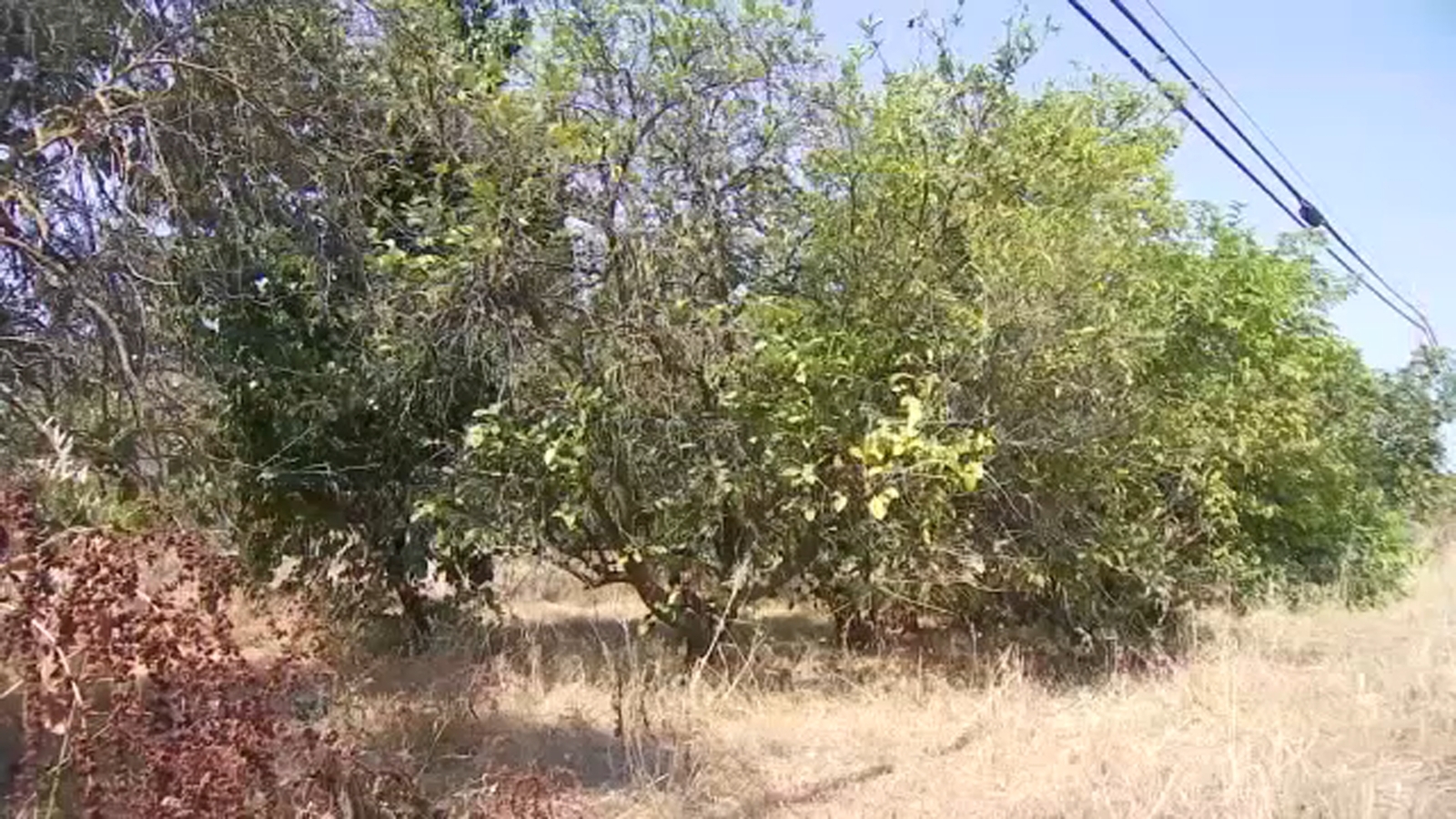 New California law aims to clean up neglected farmland, farmers could face fines