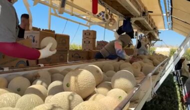 Valley cantaloupe harvests arrive early due to warmer weather