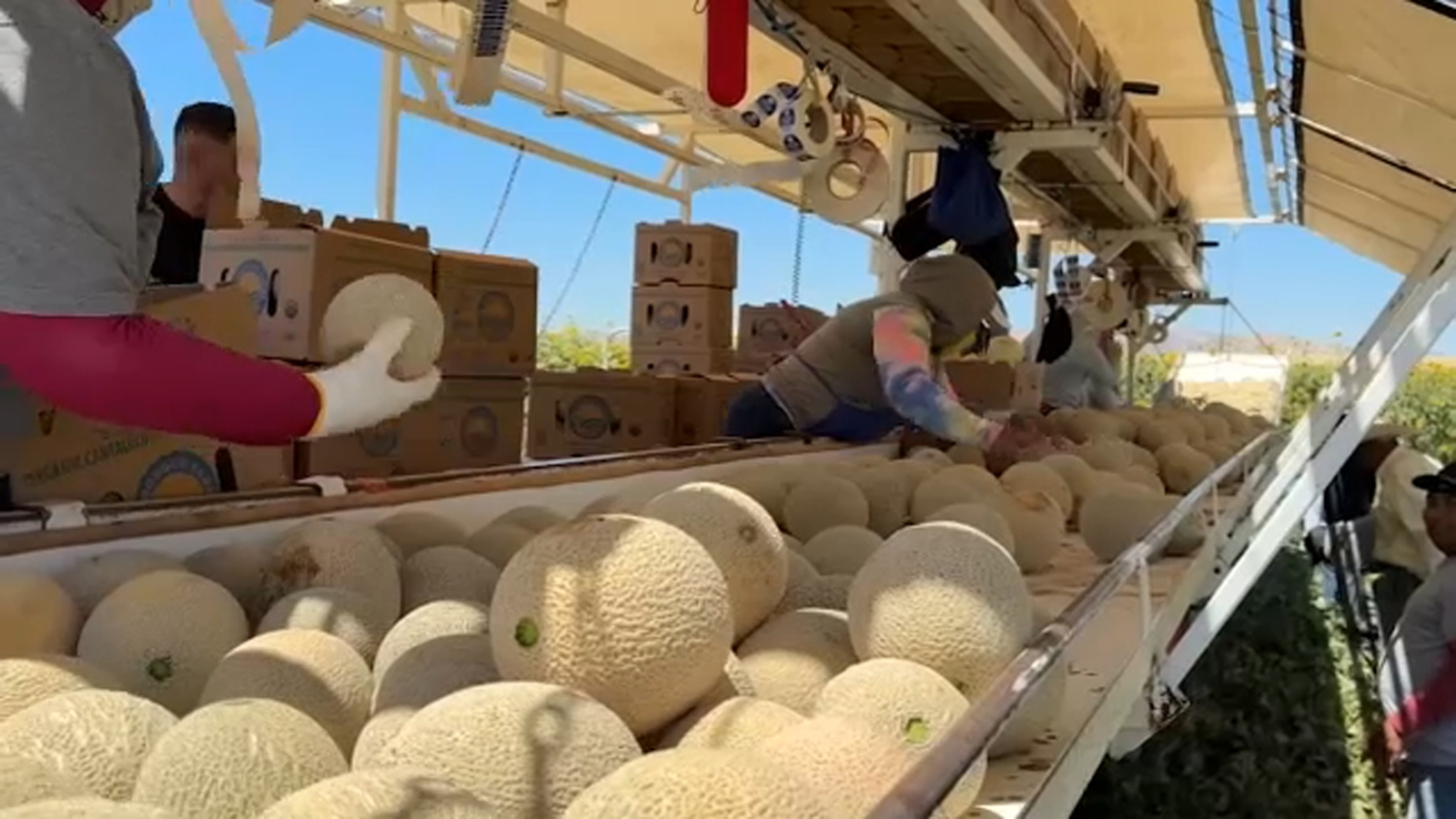 Valley cantaloupe harvests arrive early due to warmer weather