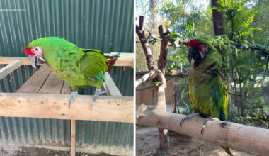 Fresno Chaffee Zoo asking for help finding missing bird