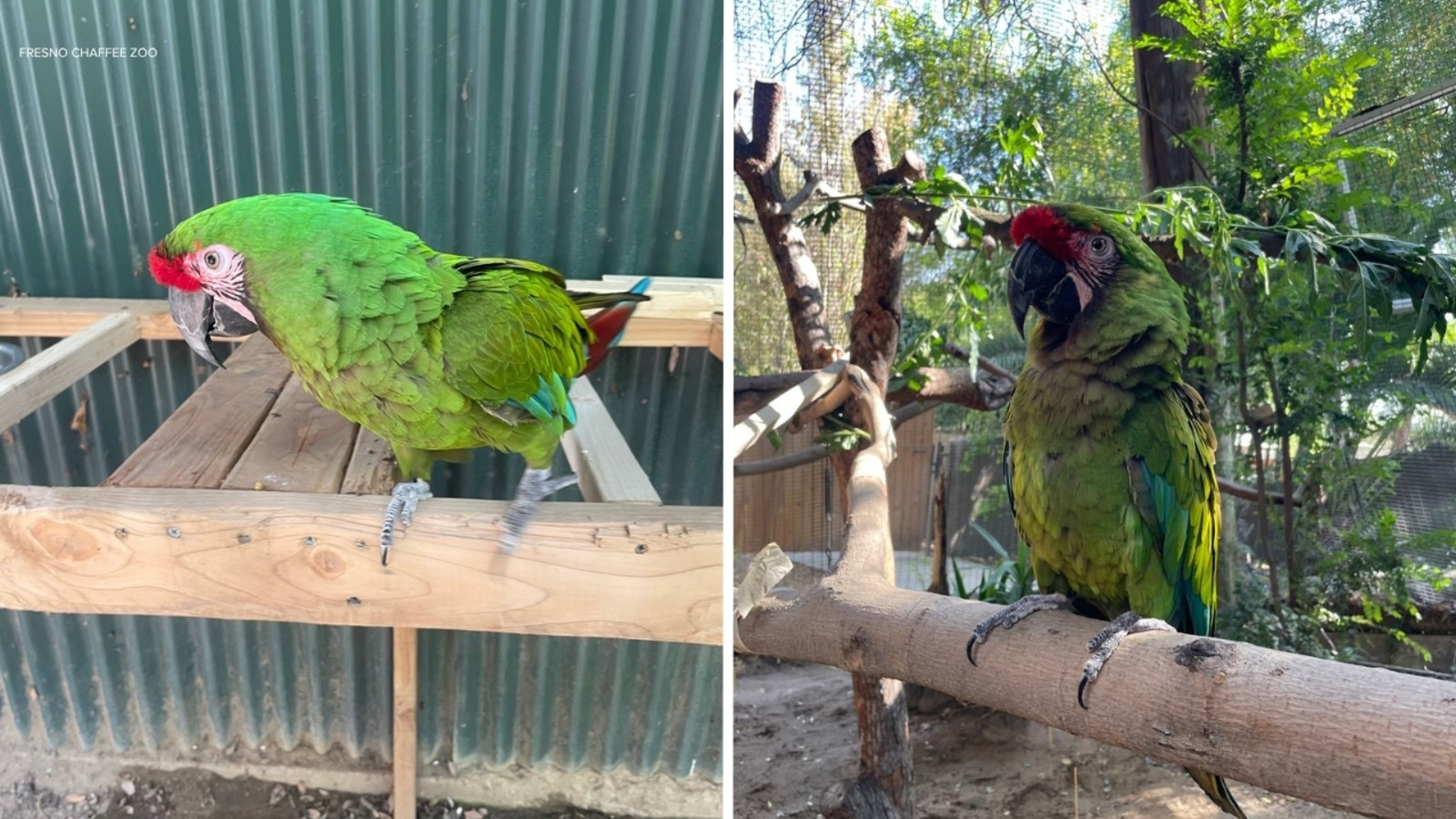 Fresno Chaffee Zoo asking for help finding missing bird