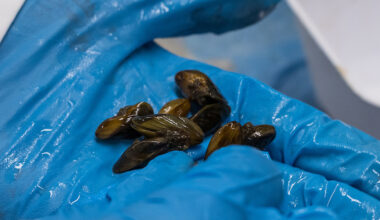 Golden mussel lab testing. Department of Water Resources file photo