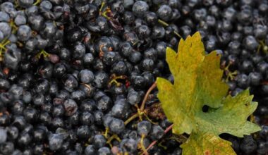 California wine groups clash over 'American' label change
