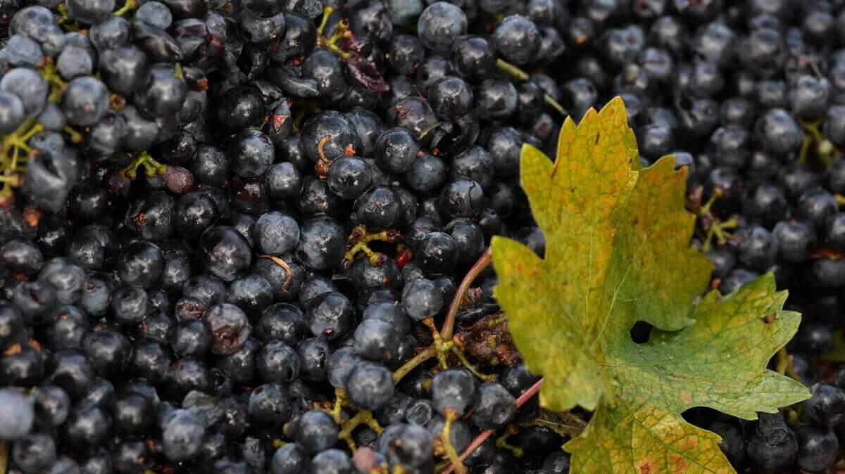 California wine groups clash over 'American' label change