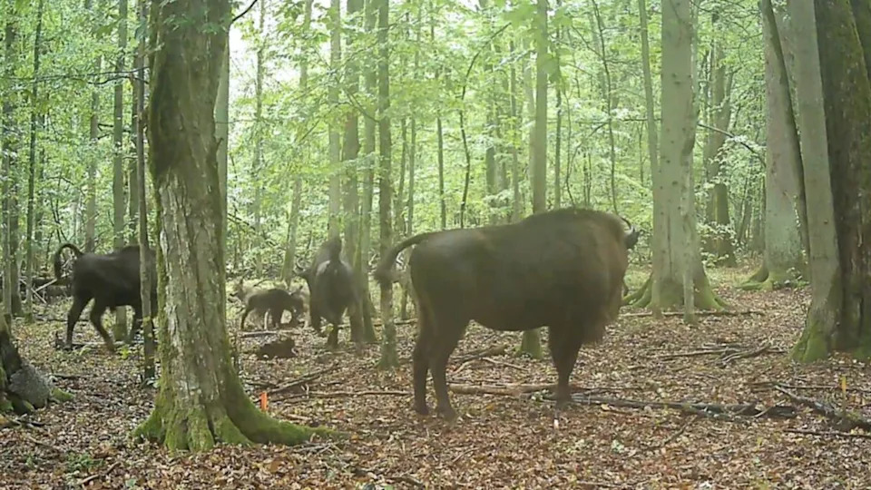 Wolves attacking a herd of European bison in a forest. In the background we see the wolves biting a newborn bison calf.