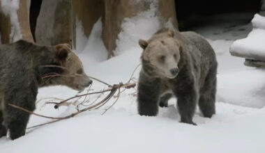 San Diego Zoo turns grizzly habitat into a snow day, and the bears waste no time diving in