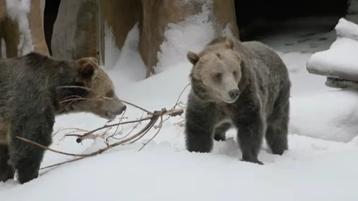 San Diego Zoo turns grizzly habitat into a snow day, and the bears waste no time diving in