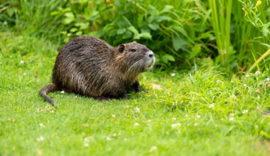 Destructive nutria that resurfaced in California were likely brought in on purpose