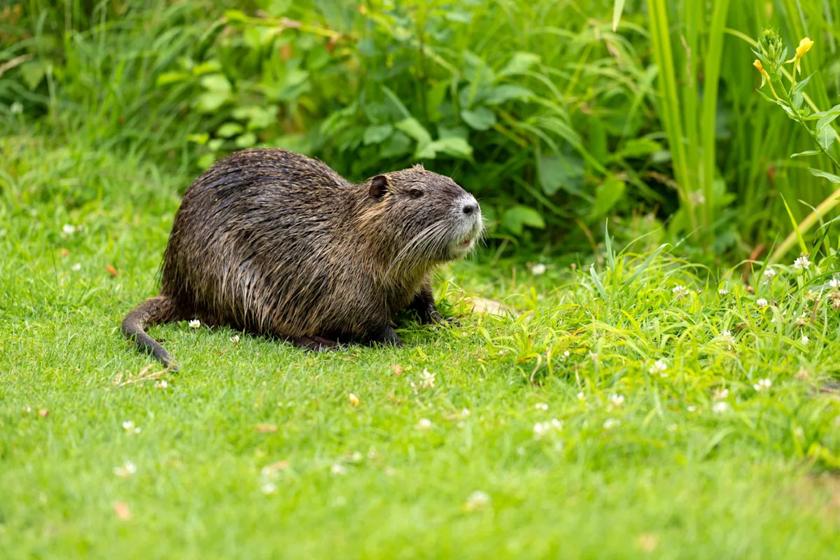 Destructive nutria that resurfaced in California were likely brought in on purpose